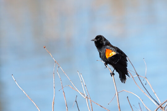 A Red-winged Blacking perched in a Thicket