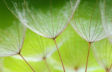 Dandelion flower abstract background