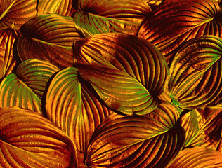 Abstract golden leaves texture