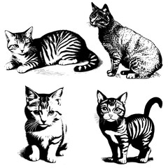 Vector image of cats. Vintage illustration of kittens.