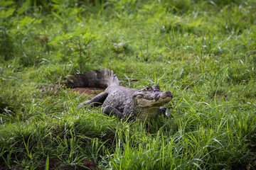 Crocodile on the river bank - Rio Negro in Costa Rica (crocodylus acutus)