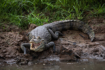 Crocodile on the river bank - Rio Negro in Costa Rica (crocodylus acutus)