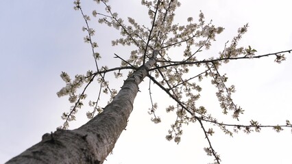 flowering spring tree. spring flowering trees. White flower. Concept changing part charming blue quiet april fall. gardening timelapse sakura sunset japan activity quad peaceful present channel