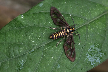 tiger moth on leaf