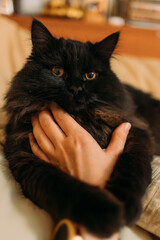 a woman's hand holds a black fluffy cat with yellow eyes. the cat shows aggression