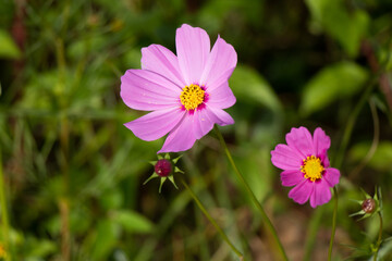 Beautiful pink color cosmos (Mexican aster) flower background