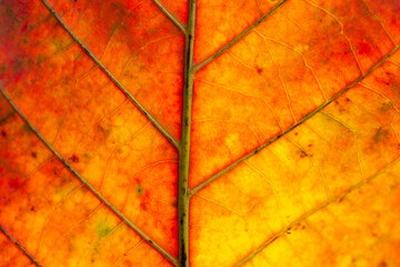 macro red leaf,close up autumn leaf texture, leaf of Bengal almond ( Terminalia catappa L. )