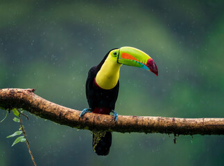 Toucan of rainforest, fantastic bird under heavy rain, Costa Rica