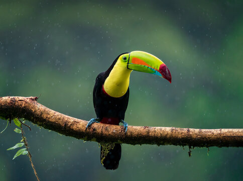 Toucan of rainforest, fantastic bird under heavy rain, Costa Rica