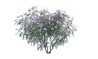 Oleander bush alpha channel png