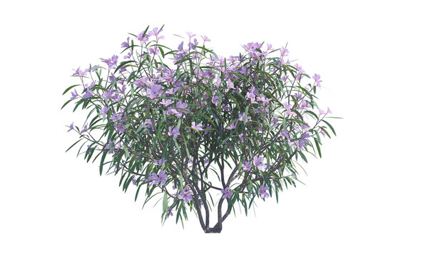 Oleander bush alpha channel png