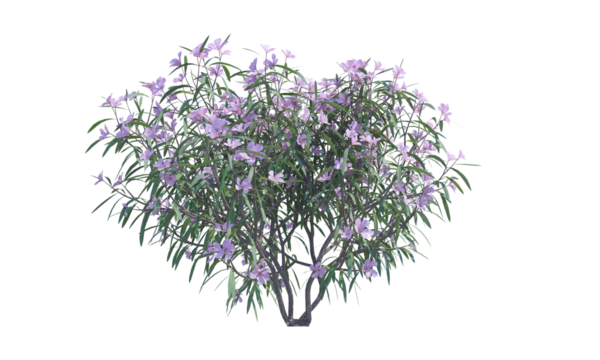 Oleander bush alpha channel png