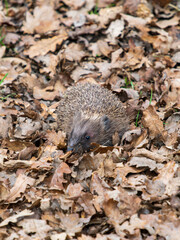 Hedgehog Walking in the Leaf Litter