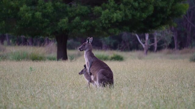 Eastern Grey Kangaroo with joey at dusk eating on grassy fields in country Victoria, Australia