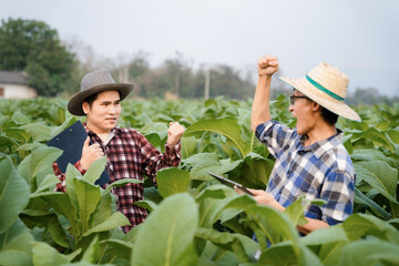New generation of Asian farmers have succeeded in growing tobacco plants.