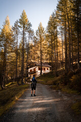 A small cottage hidden in the forest of larches of Alpe Devero, in autumn, Northern Italy