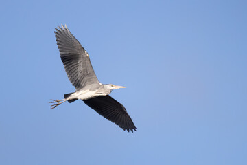 Grey heron