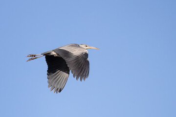 Obraz premium Grey heron