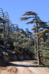 Atlas Cedar trees in Belezma national park, Batna, Algeria
