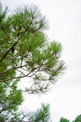 copa de pino pi&ntilde;ero