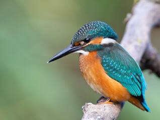 Common kingfisher, Alcedo atthis. A bird sits on a branch against a beautiful defocused background