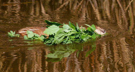 Muskrat, Ondatra zibethicus. An animal floating in a river, holding a branch of a plant in its teeth