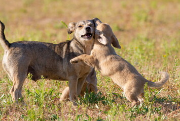Dog, Canis familiaris. A puppy playing with his mother