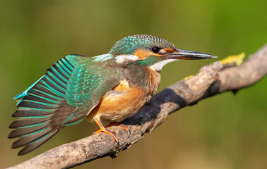 Common kingfisher, Alcedo atthis. A bird sits on a branch and spreads its wings