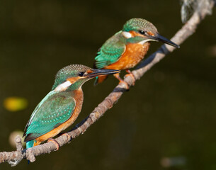 Common kingfisher, Alcedo atthis. Two birds sit on a branch above the river