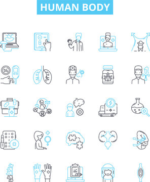 Human body vector line icons set. Anatomy, Physiology, Skeleton, Organ, Muscle, Cell, Thorax illustration outline concept symbols and signs