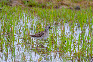 water bird looking for food in wetland, Wood Sandpiper, Tringa glareola