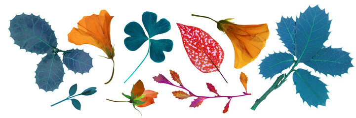 Pressed and dry Mediterranean spring flowers, leaves, isolated on white background. For floral patterns, compositions, herbariums, scrapbooking, floristry.