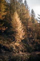 The sunset light is shining on a yellow larch along a hiking trail in the Alpe Devero, Northern Italy