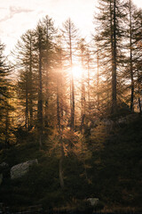 Fototapeta premium Beautiful morning light in the larches forest of Alpe Devero, Northern Italy, during autumn