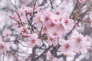 Fototapeta na wymiar Pink almond tree flowers on branch in spring