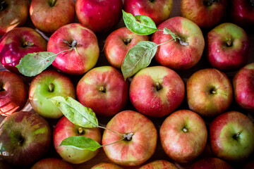 red and green apples