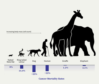 Animal size vs cancer mortality rate, graph