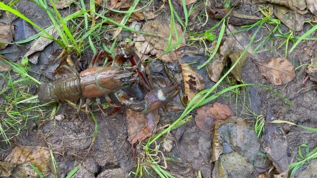 Signal crayfish, Pacifastacus leniusculus, crawling in grass and leaves at river bank. North American crayfish, invasive species in Europe, Japan, California. Freshwater crayfish in wildlife nature.