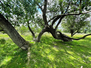 Fototapeta na wymiar Crooked trees with several roots in a meadow