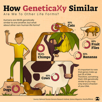 Human genetic similarity, illustration