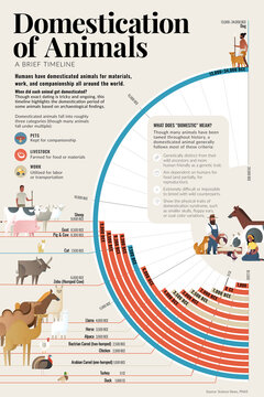 Domestication Of Animals, Illustration