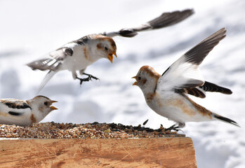From snow sparrows to feeders, Sainte-Apolline, Québec, Canada