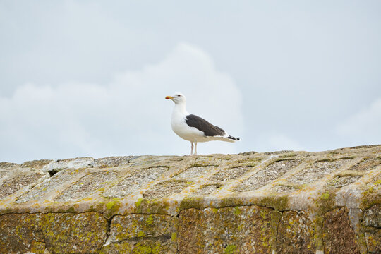 Mousehole, Cornwall, UK - Seagull ((Larus argentatus)) standing on harbour wall