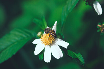 A bee collecting honey from the pistil of echinacea