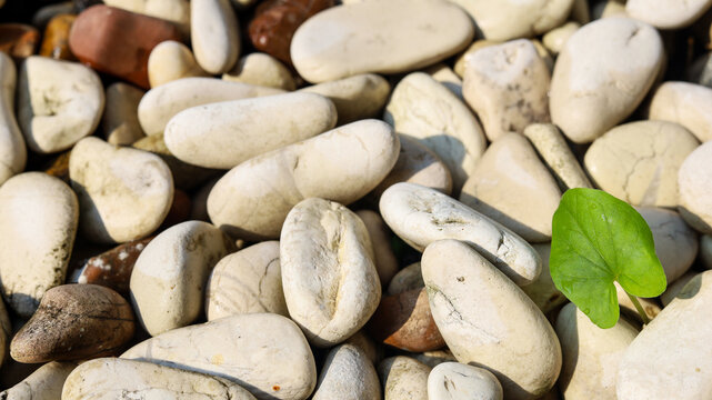 round peeble stone at the park with little plant - red and white peeble stone