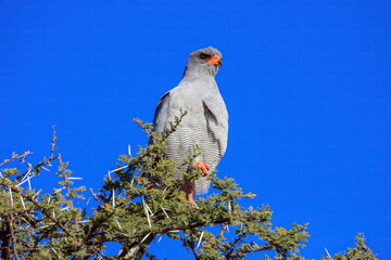 A Great singing Goshawk in a tree