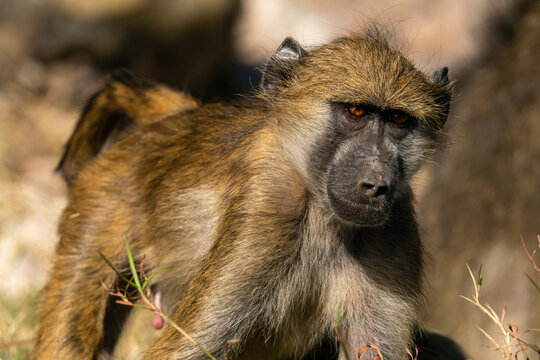 Chacma Baboon (Papio hamadryas), Chobe National Park