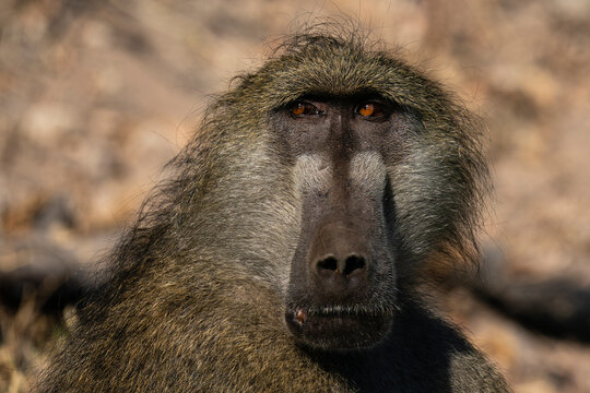Chacma Baboon (Papio hamadryas), Chobe National Park