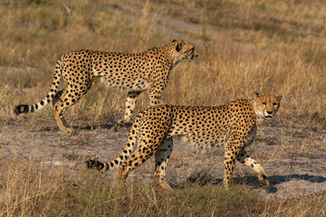 Two cheetahs (Acinonyx jubatus) walking, Savuti, Chobe National Park