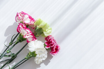 Creative layout made of beautiful carnation  flowers bouquet closeup on white background with shadow. Spring floral theme. Nature concept.